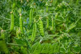 Quantity subtract from quantity add to quantity. 3 Types Of Peas For Your Garden