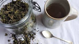 A Humble Cup Of Wild Fermented Tea Wild Walks Southwest In 2020 Fermented Tea Making Herbal Tea Homemade Tea