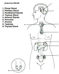 It controls and regulates body processes by means of chemical messengers called hormones. 19 Projects Ideas Endocrine System Endocrine Nursing Students