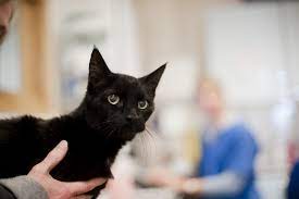 Caring For Your Sick Cat Blue Cross