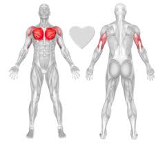Flat Bench Dumbbell Fly Exercise Technique Definition Freetrainers Com