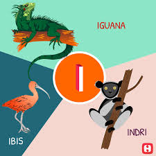 Animals that start with o: Animal And Bird Names A To Z