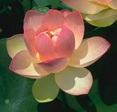 Image result for Lotus discolor