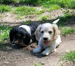 Beagle lab mix puppies picture. Gorgeous Piebald Long Haired Dachshund Puppies For Sale In Lafayette Indiana Classified Americanlisted Com