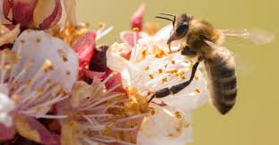 They do so by transferring pollen between flowering plants and so keep the cycle of life turning. Beesafe Gardening Created A Pollinator Garden Swazy Alexander Landscaping