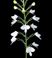 Image result for Habenaria arianae