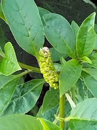 Image result for Phytolacca