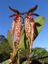Image result for Bulbophyllum stolzii
