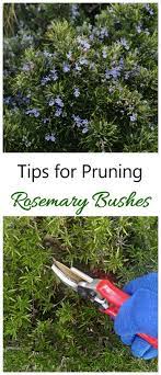 Check spelling or type a new query. Pin On Gardening