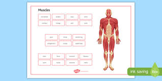 Voluntary muscles are under your control. Muscles Word Mat Teacher Made