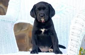 Check spelling or type a new query. Springador Puppies For Sale Puppy Adoption Keystone Puppies