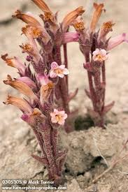 Image result for Orobanche
