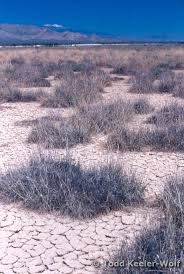 Image result for Sporobolus molleri