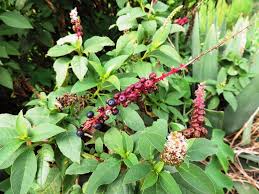 Image result for Phytolacca dodecandra