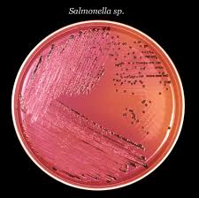 Salmonella infection (salmonellosis) is a common bacterial disease that affects the intestinal tract. Red Onions Linked To Salmonella Outbreak That Has Sickened People In 50 States