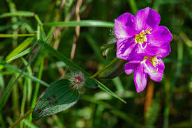 Image result for Antherotoma senegambiensis