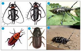 Let the pest control professionals at intrastate help you prevent a fall pest infestation! Applied Sciences Free Full Text Improved Power Normalized Cepstrum Coefficient Based On Wavelet Packet Decomposition For Trunk Borer Detection In Harsh Acoustic Environment Html