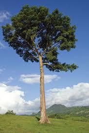 Image result for Ceiba pentandra