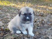 Anatolian shepherds—sometimes referred to as the kangal, but more on that later—have been used to protect livestock and farms against everything from humans and wolves to buffalo and cheetah. Anatolian Shepherd Puppies For Sale In Texas Anatolianshepherd Org