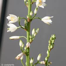 Image result for Chlorophytum krookianum