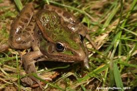 Image result for Lepidagathis eriocephala