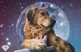 You would love to be small again to spend more time with those people who are no. Dogs In Your Dream The Meaning And Spiritual Symbolism