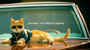 Scooter Cat Myth Legend Youtube
