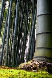 Black Bamboo Plants For Sale Ireland 