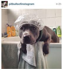 Omg Lily Pitbull Cute Baby Animals Baby Animals Cute Dogs