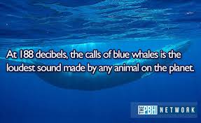 From why giraffes have black tongues to how long koalas actually sleep, these amazing animal facts are sure to blow your mind. Ocean Animals Facts 10 Amazing Things About Marine Life