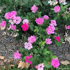 The most common rosebushes pests planet garden tells you how to fight them! 18 Common Rose Diseases Pests And Remedies Florgeous