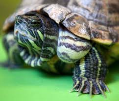Most Common Obese Exotic Pets No 5 Turtles