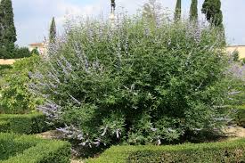 Image result for Vitex strickeri