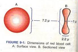 Image result for cells size dimensions