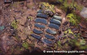 We did not find results for: All You Wanted To Know About Haworthias Gasterias And Astrolobas Haworthia Truncata Var Minor