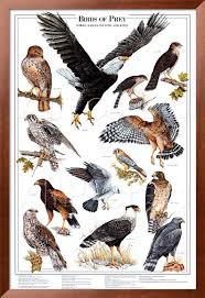 Birds Of North America Poster Framed Birds Of Prey I Prints Allposters Com Birds Of Prey Pet Birds Bird Poster