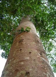 Image result for Hymenaea courbaril
