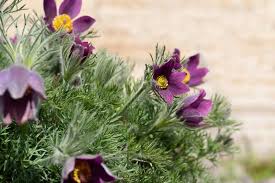 Patens del Pulsatilla foto de archivo. Imagen de hoja