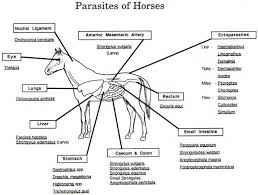 Horse Template Printable Parasites Of Horses Diagram Horse Care Horse Lessons Equine Vet Tech