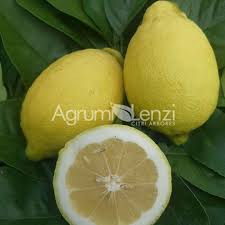 Image result for Citrus × limon