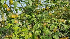 Image result for Cardiospermum grandiflorum