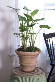 Maybe you would like to learn more about one of these? Calla Lily Indoors Derrickandmelisa