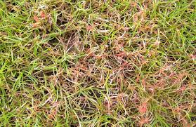 Lawn Disease Identification Control In Ohio