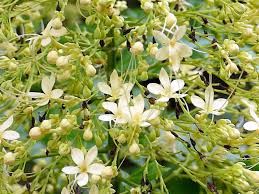 Image result for Clerodendrum silvanum