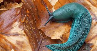 Image result for Oncocalyx bolusii