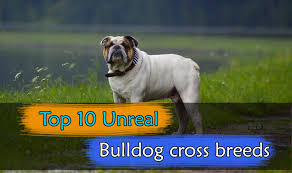 They come from registered english bulldog parents. 10 Unreal Bulldog Cross Breeds Designer Or Hybrid Dog Breed