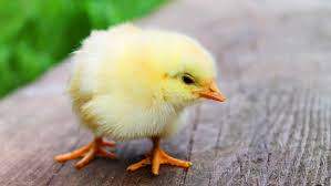 Pelihara Ayam di Rumah? Mengapa Tidak?! | Rumah dan Gaya Hidup | Rumah.com