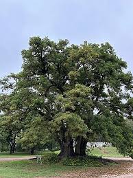 Image result for Phytolacca dioica