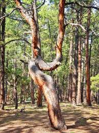 We did not find results for: Ute Indian Prayer Trees The Castle Pines Connection