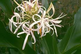 Image result for Crinum rautanenianum